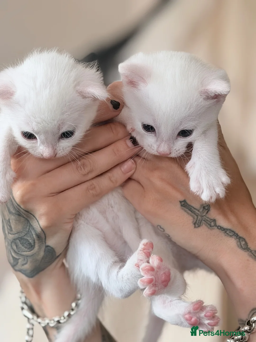 Mixed Breed cats for sale: Kittens for sale  - Advert 5