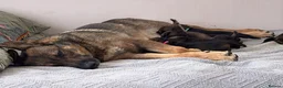 German Shepherd dogs for sale: Straight backed German shepherd’s  in Newark - Advert 2