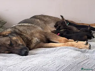 German Shepherd dogs Straight backed German shepherd’s - Advert 2