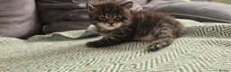 Maine Coon cats for sale: Maine Coon Kittens Booking  - Advert 12