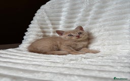 British Shorthair cats for sale: OUTSTANDING GCCF + HEALTH TESTED BSH + BLH KITTENS - Image 31