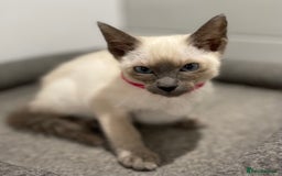 Siamese cats for sale: GCCF Registered Pure Traditional Siamese.  - Image 14