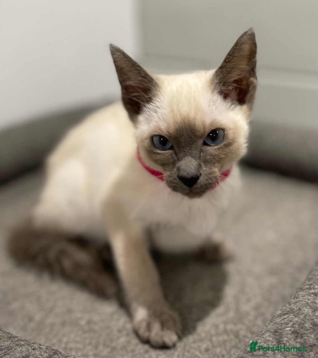 Siamese cats for sale: GCCF Registered Pure Traditional Siamese.  - Image 14