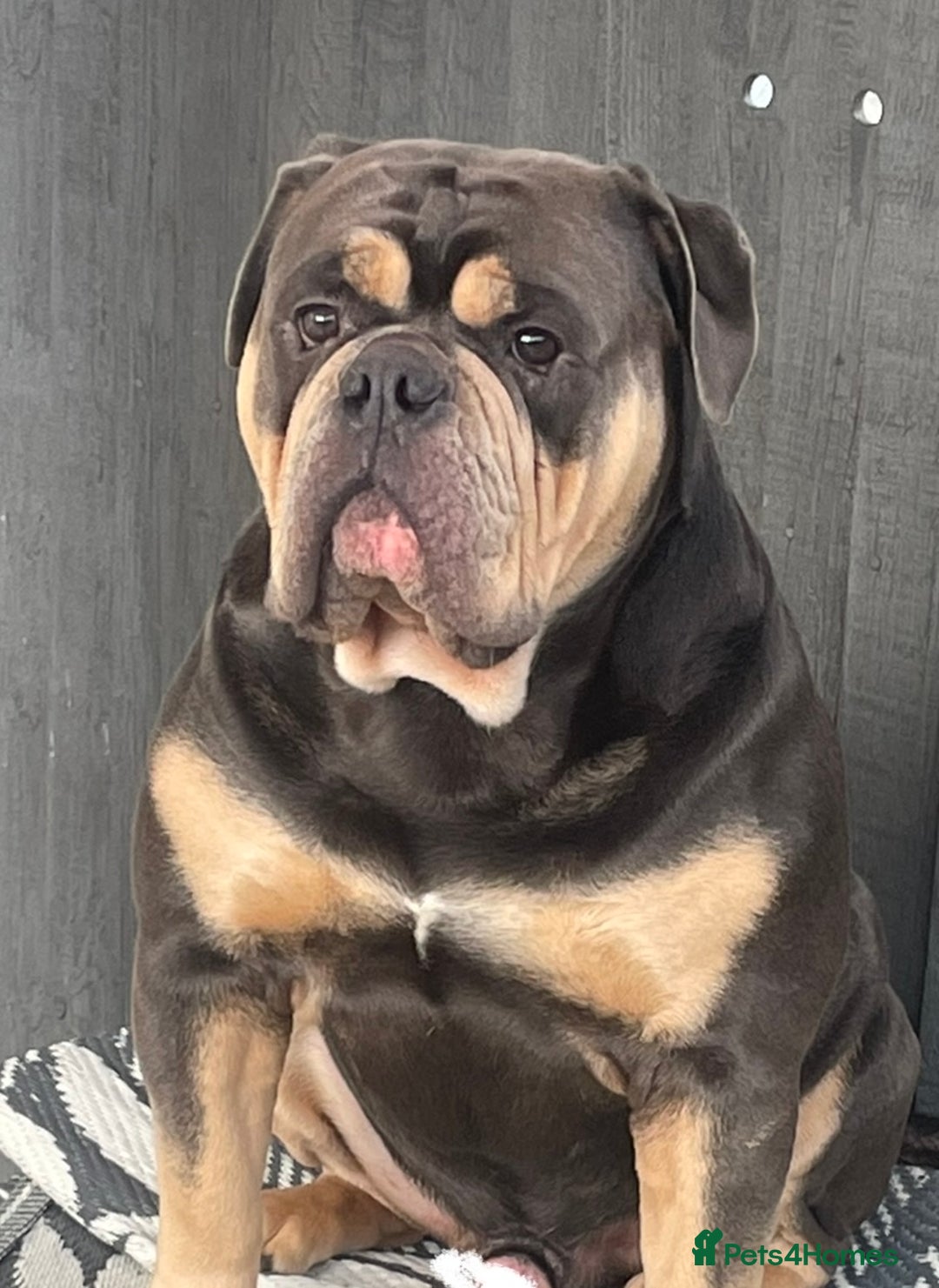 Olde English Bulldogge dogs for stud: Fluffy carrier health tested proven male - Advert 10