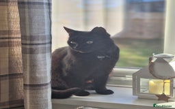 Domestic Shorthair cats for sale: Magic - Image 2