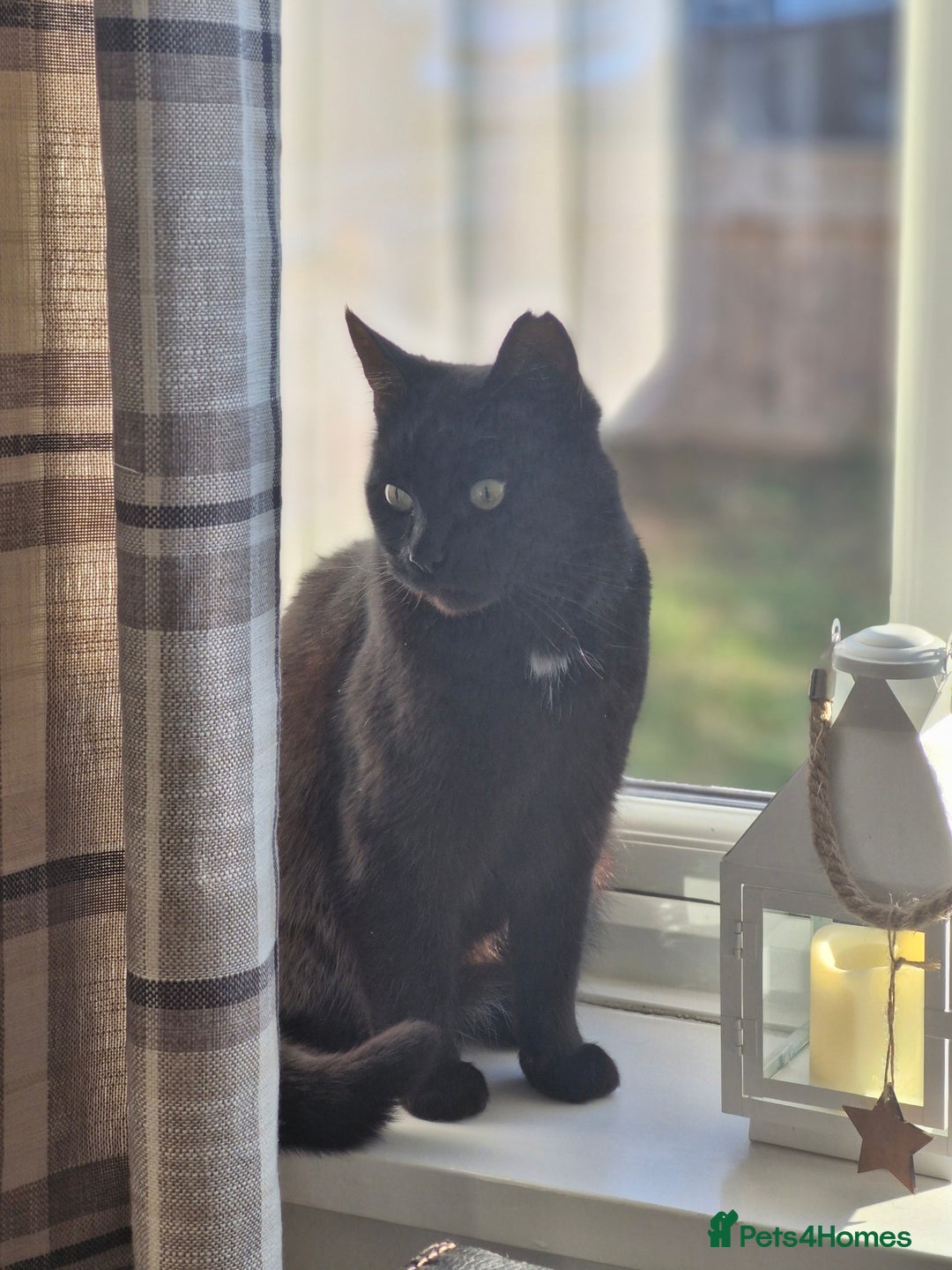 Domestic Shorthair cats for sale: Magic - Image 2