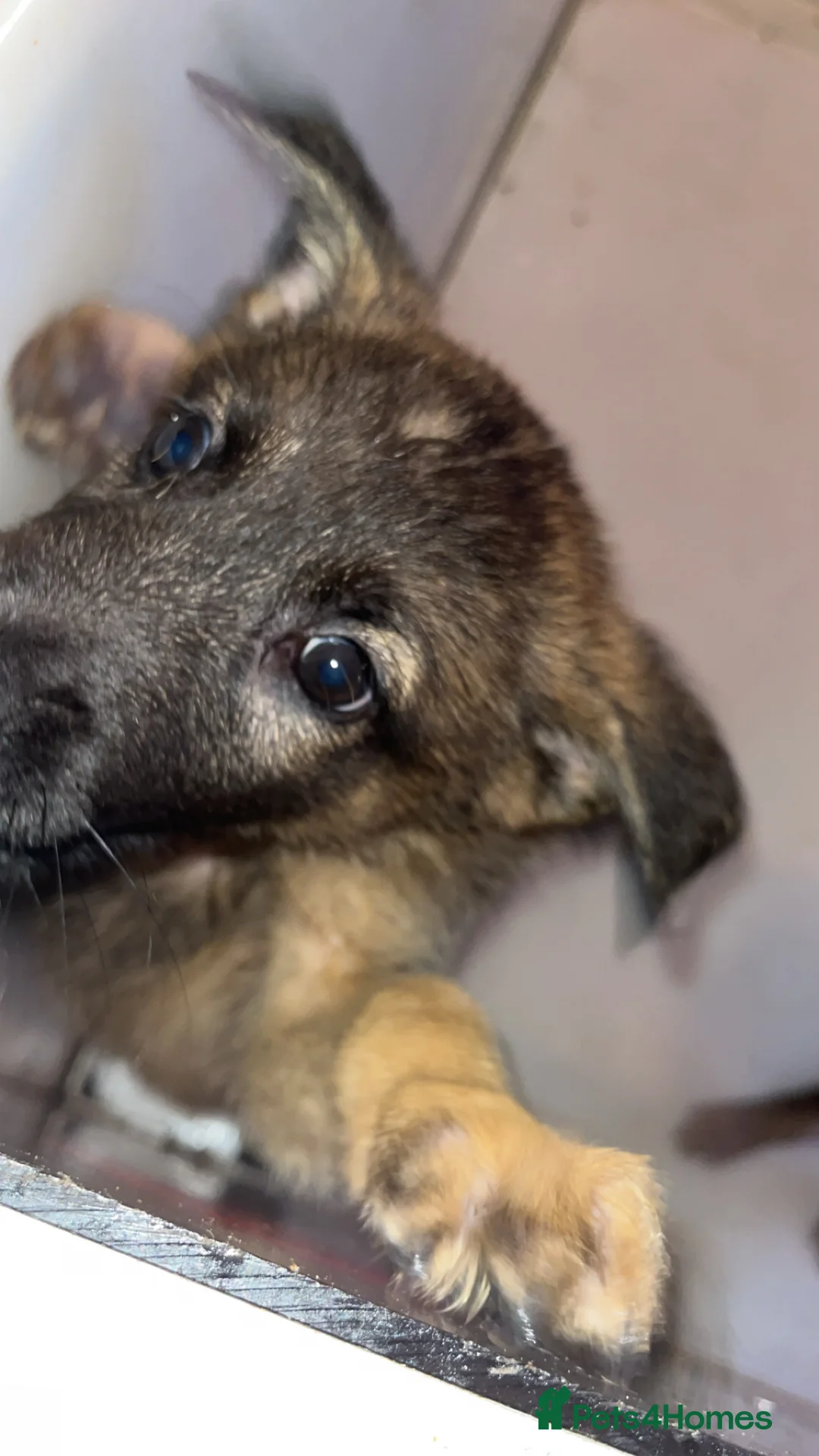 Belgian Shepherd Dog dogs for sale: Belgium malino - Advert 7