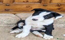 Border Collie dogs for sale: Border Collie pups - Image 3