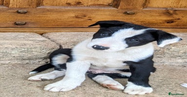 Border Collie dogs - Advert 5