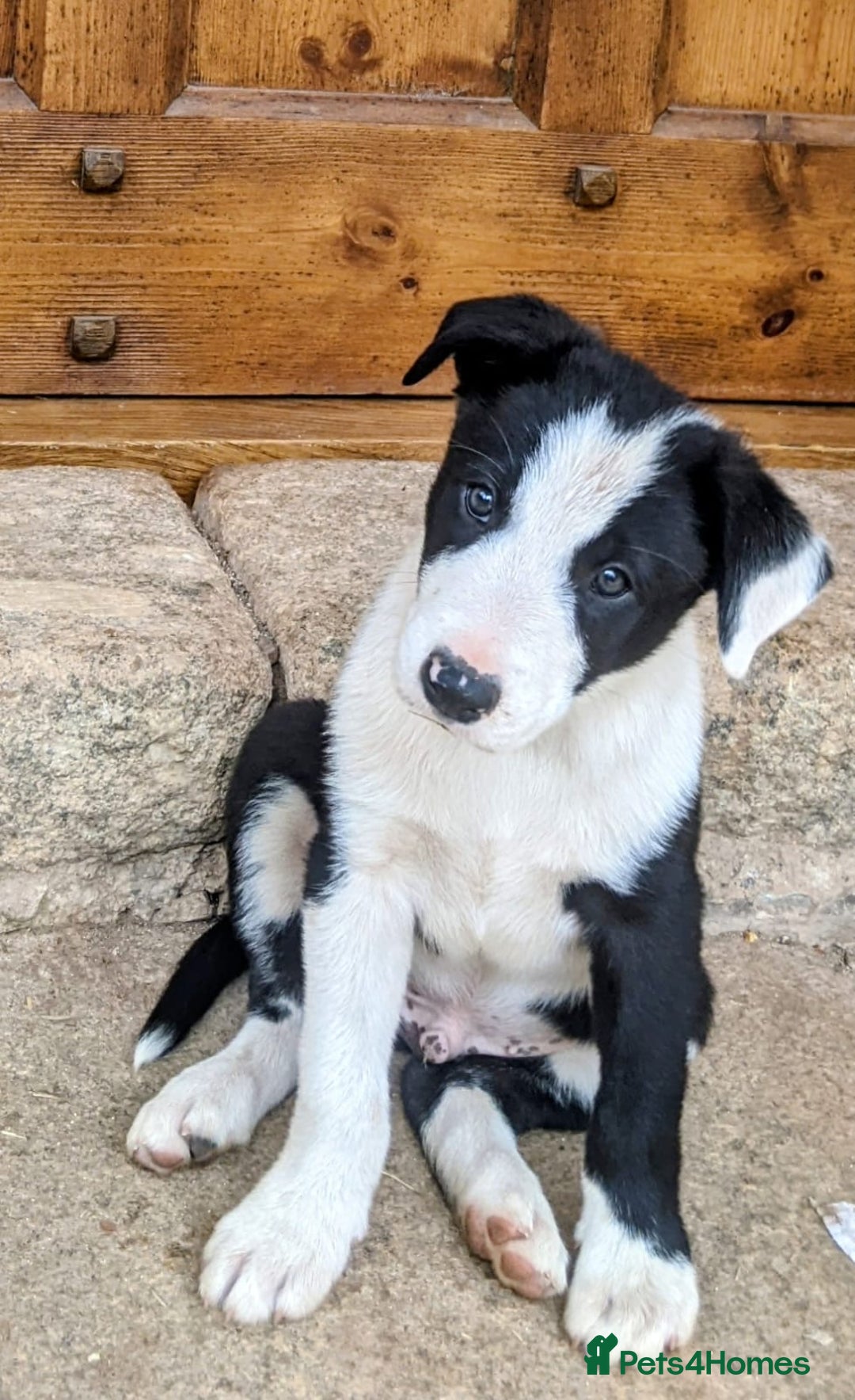 Border Collie dogs for sale: Border Collie pups - Image 3