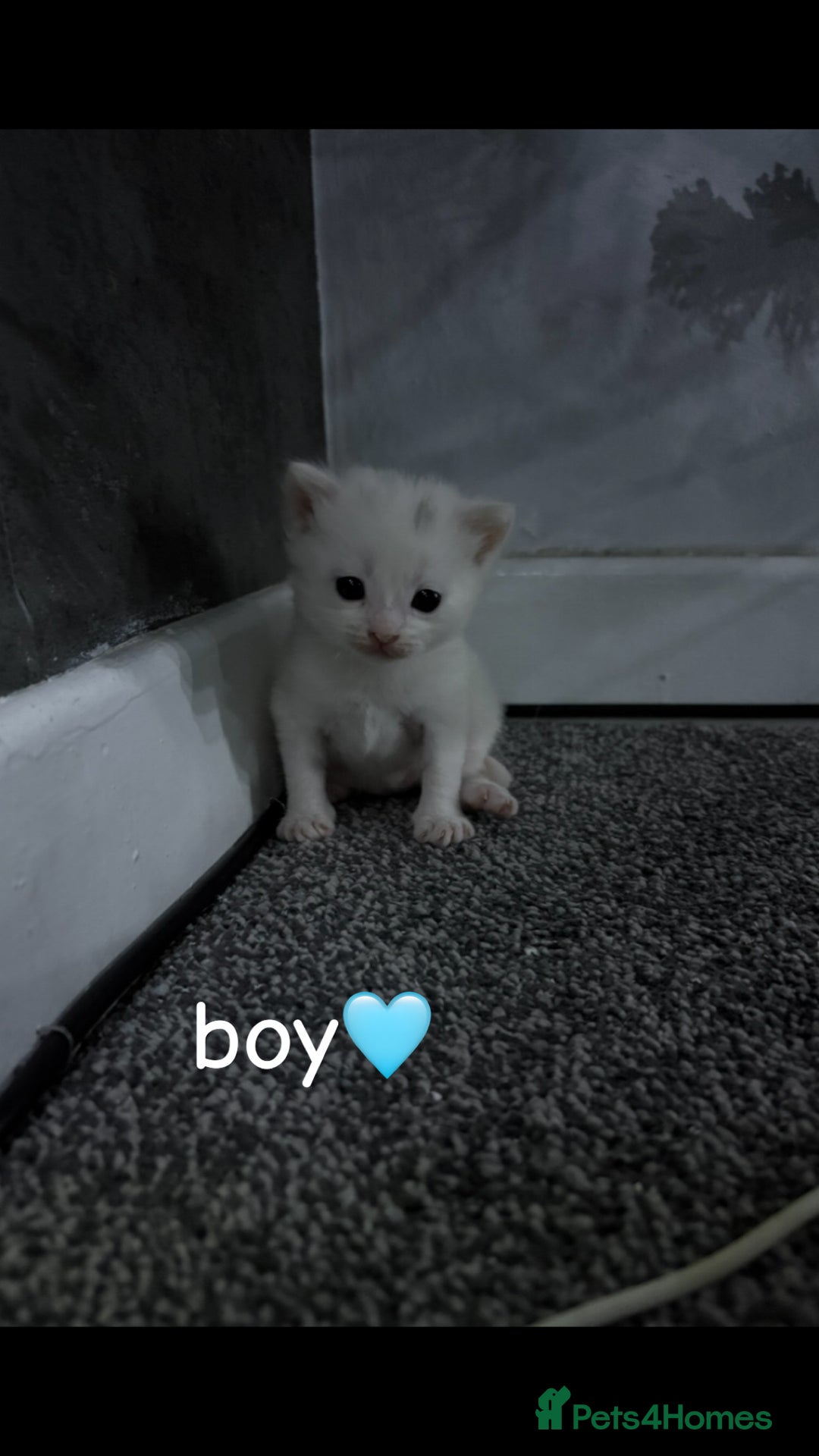 Mixed Breed cats for sale: Litter of 3 kittens for sale  - Advert 2