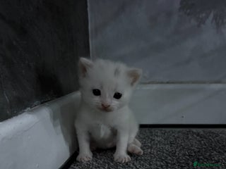 Mixed Breed cats Litter of 3 kittens for sale - Advert 1