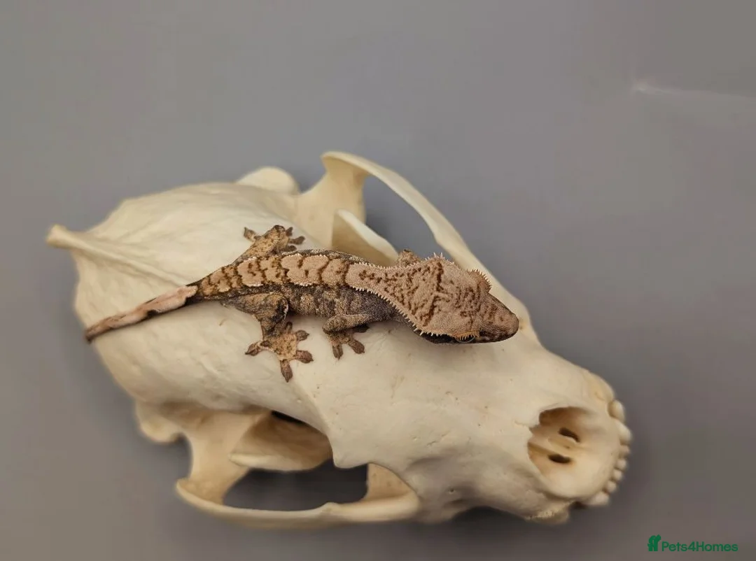 Gecko reptiles for sale: Tri Colour Harlequin Partial Pin Crested Gecko  - Advert 1