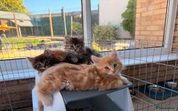 Maine Coon cats for sale: 🐾 Maine Coon Kittens X needing forever home 🐾 - Image 1