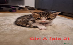 Mixed Breed cats for sale: 1/4 bengal x Britain short hair tabby kittens - Advert 9