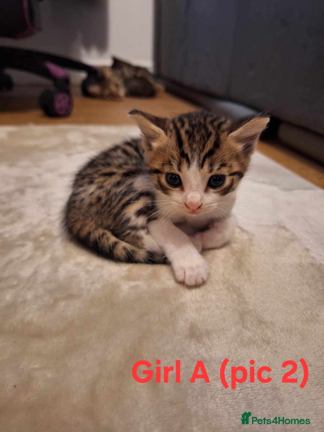 Mixed Breed cats for sale: 1/4 bengal x Britain short hair tabby kittens - Advert 9