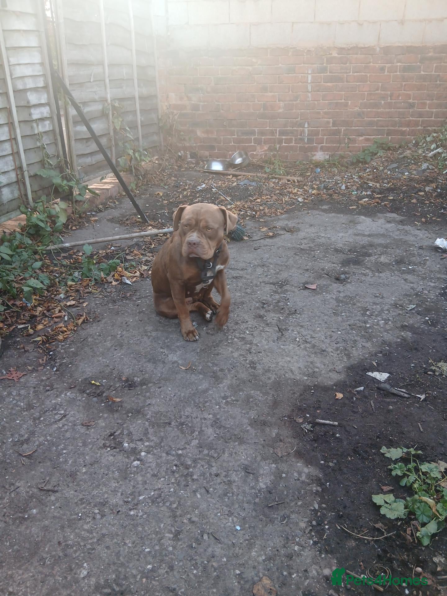 Cane Corso dogs Leila - Advert 7