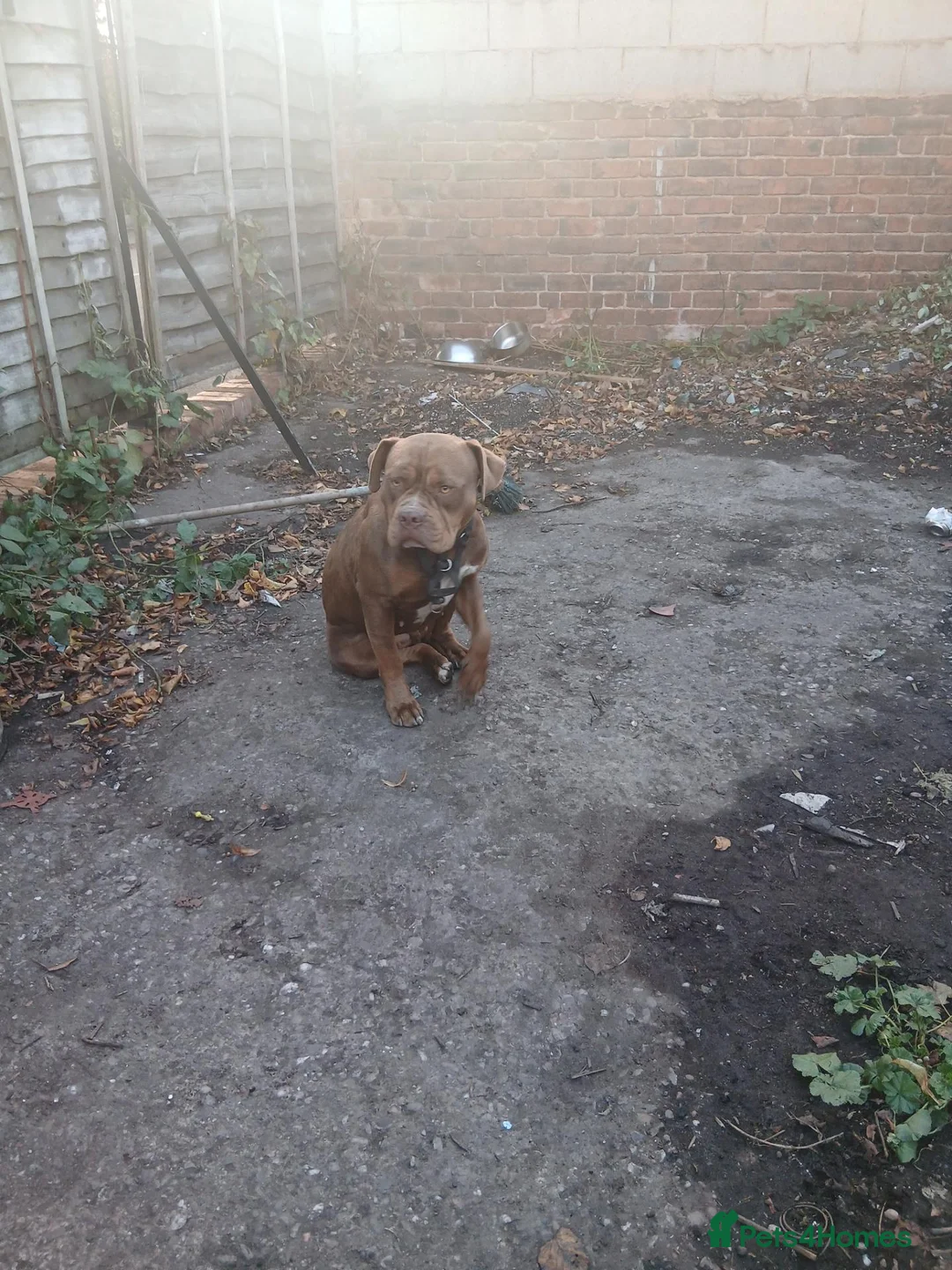Cane Corso dogs for sale: Leila in Walsall - Advert 1