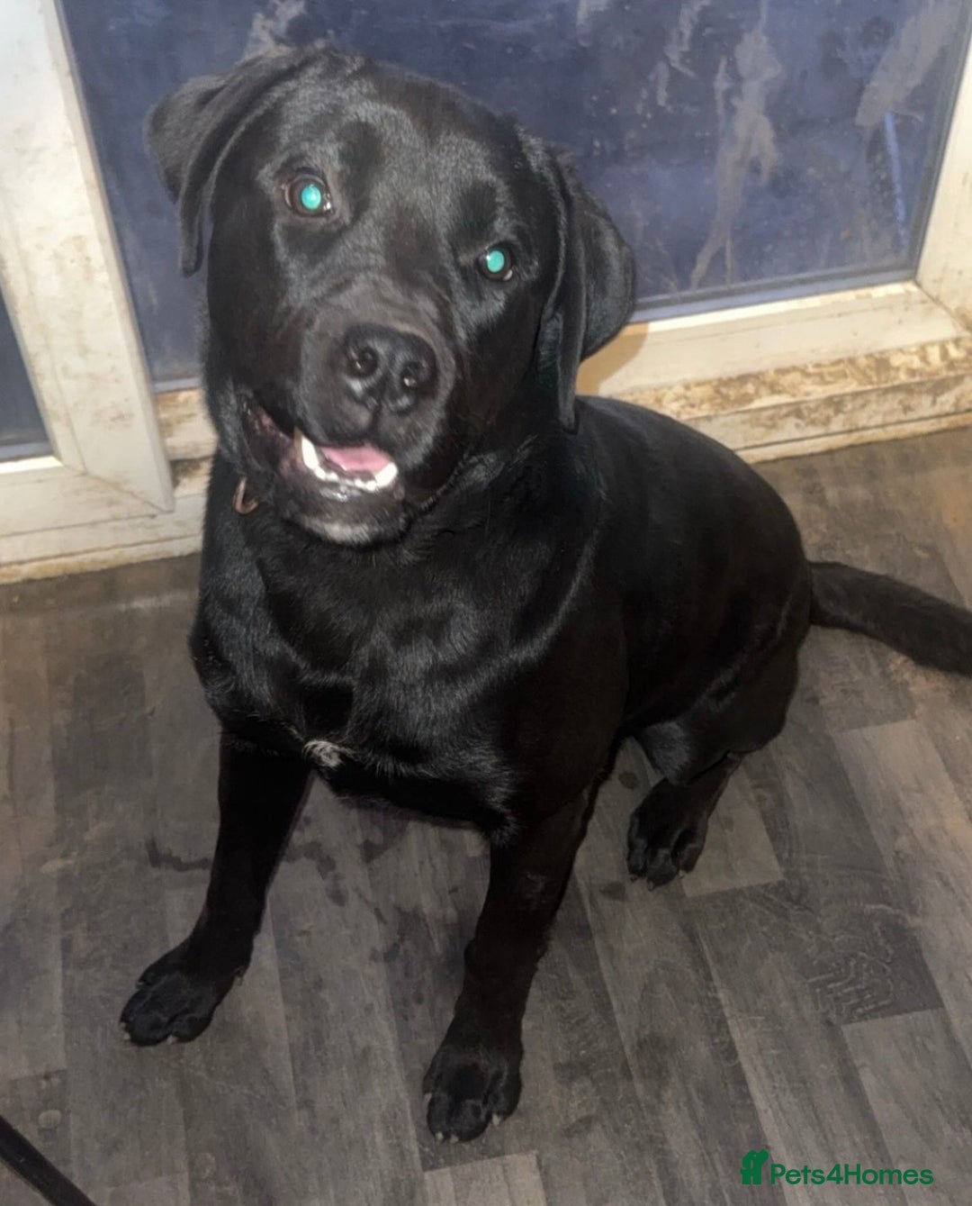 Mixed Breed dogs for sale: Spayed 9 month old duke - Advert 3