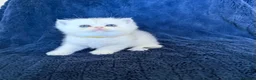 Scottish Fold cats for sale: Beautiful Scottish Fold & Straight Kittens - Advert 32