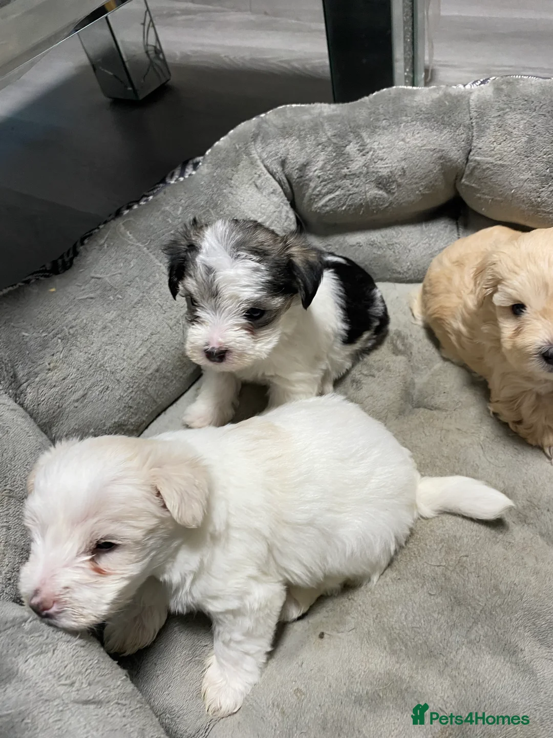 Mixed Breed dogs for sale: Beautiful Maltese & Silky Terrier Puppies - Advert 14