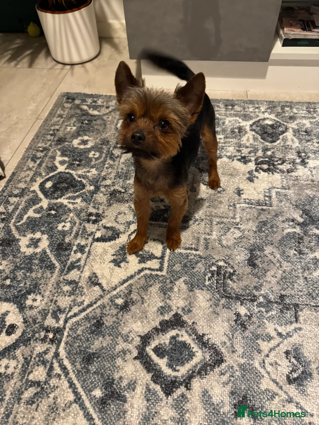 Yorkshire Terrier dogs for stud: 2.1kg. Yorkshire Terrier – Stud Dog - Advert 2