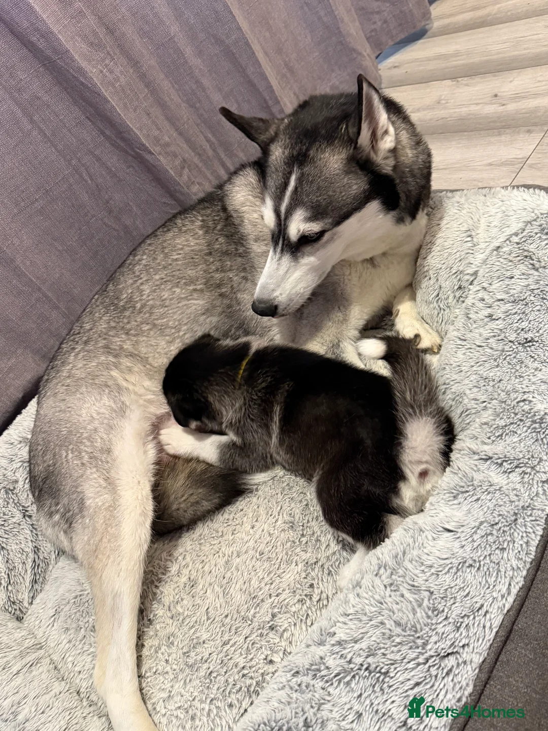 Siberian Husky dogs for sale: Gorgeous, Healthy & Fully Insured Siberian puppies in Stanmore - Advert 29