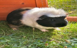 Guinea Pig rodents for sale: Meet Smithy & Gavilar 🐹🤍  - Image 3