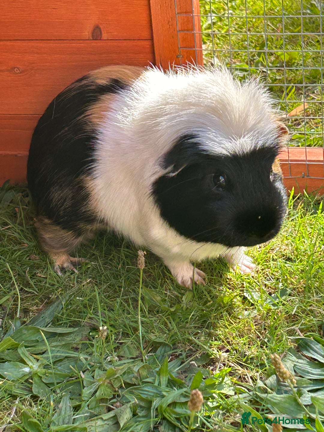 Guinea Pig rodents for sale: Meet Smithy & Gavilar 🐹🤍  - Image 3