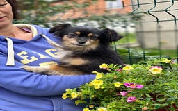 Mixed Breed dogs for adoption: 💖🐶 ELLA 🐶💖 - Image 3
