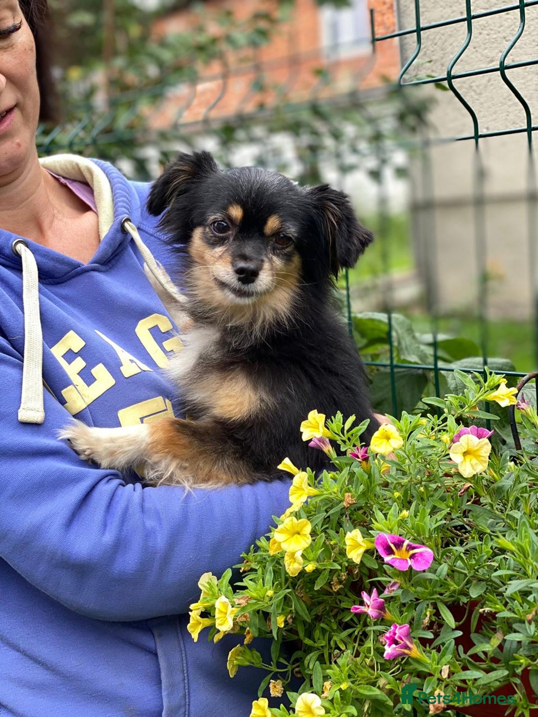 Mixed Breed dogs for adoption: 💖🐶 ELLA 🐶💖 - Image 3