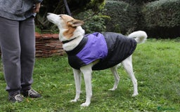 Mixed Breed dogs for adoption: 💖🐶 ALAYA 🐶💖 - Image 29