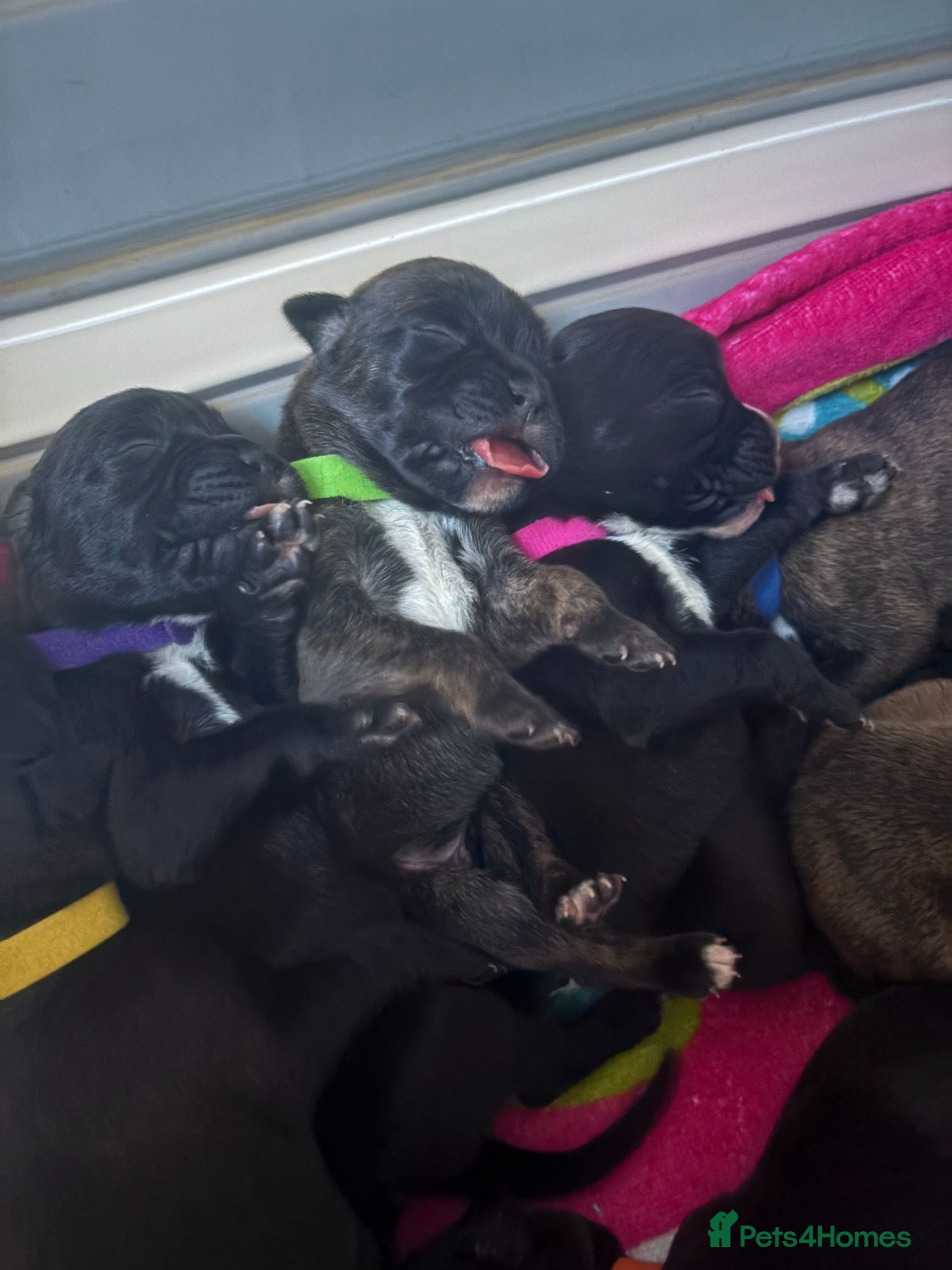 Boxer dogs KC Boxer Puppies  – 1 Week Old - Advert 2