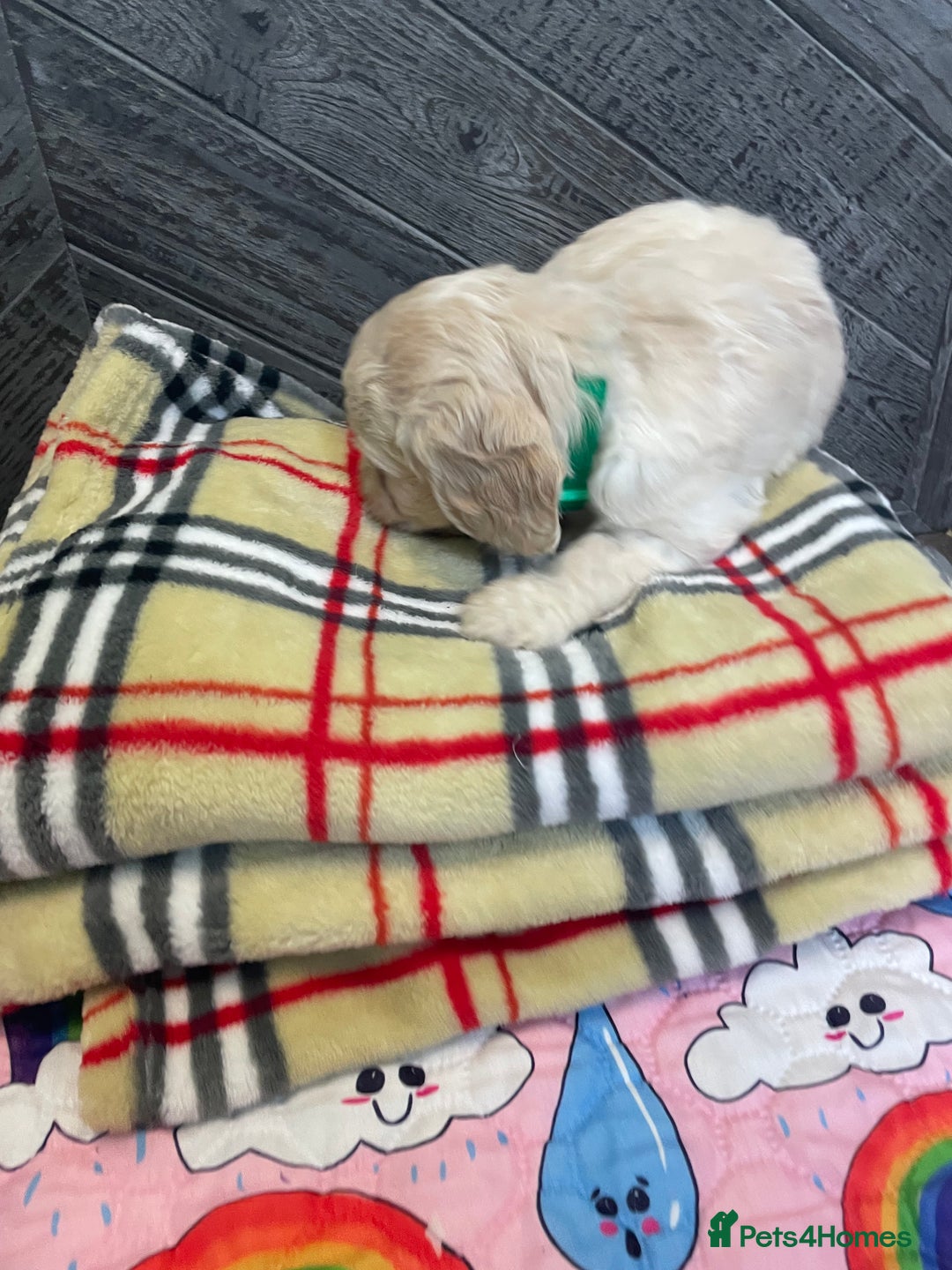 Cockapoo dogs for sale: Cockapoo puppies F1  - Image 9