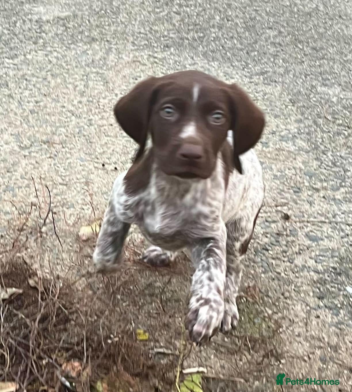 German Shorthaired Pointer dogs for sale: ❤️Gorgeous Gsp puppies ❤️🐾🐾 - Advert 2