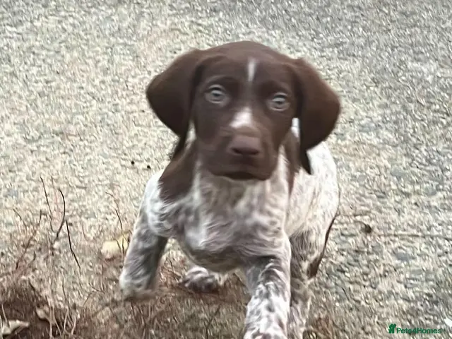 German Shorthaired Pointer dogs for sale: ❤️Gorgeous Gsp puppies ❤️🐾🐾 - Advert 2