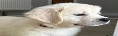 Golden Retriever 4