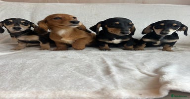 Miniature Dachshund dogs - Advert 10