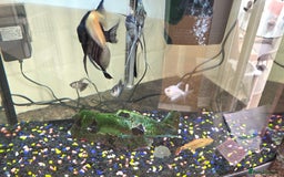 Angelfish fish for sale: 64 litre tropical fish and tank - Image 2