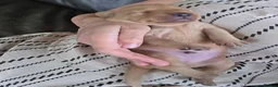 Labrador Retriever dogs for sale: Stunning Chunky KC Registered Red Labrador Puppies - Advert 6