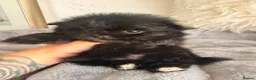 Maltipom dogs for sale: Korean maltipom puppies - Advert 7