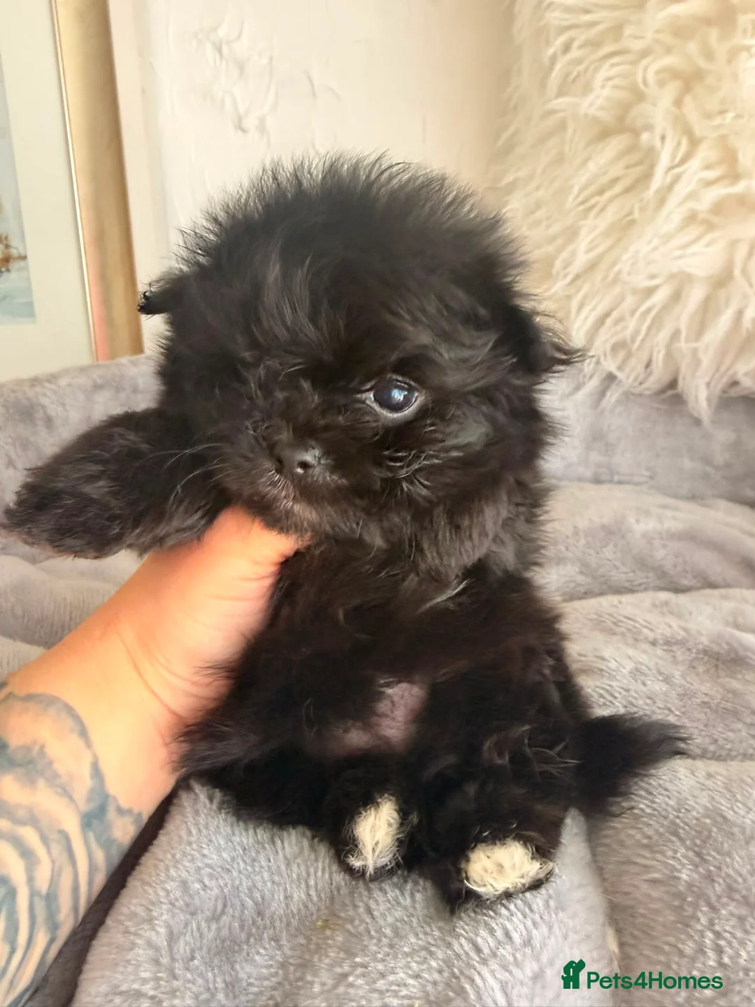 Maltipom dogs for sale: Korean maltipom puppies - Advert 7
