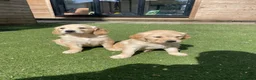 Golden Retriever dogs for sale: 1 Beautiful Golden Retriever Girl Left 😍🩷 - Advert 8