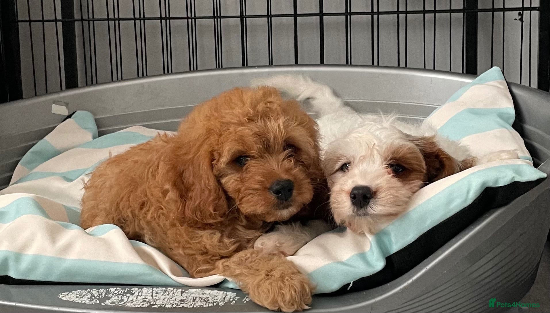 Cavapoo dogs 🐩🐶🐾FULLY HEALTH CLEAR F1 CAVAPOO🐾🐶🐩  - Advert 6
