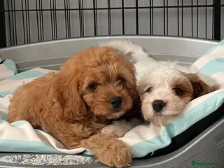 Cavapoo dogs 🐩🐶🐾FULLY HEALTH CLEAR F1 CAVAPOO🐾🐶🐩 - Advert 6