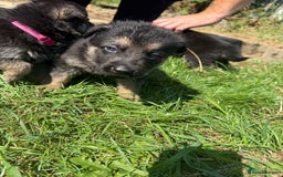 German Shepherd dogs for sale: German shepherd puppies  - Image 24