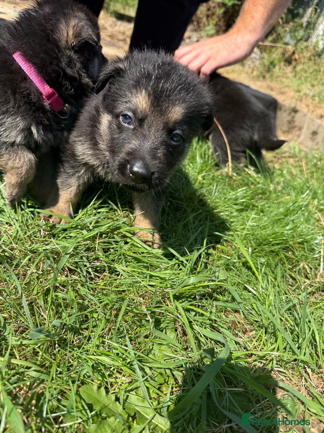 German Shepherd dogs for sale: German shepherd puppies  - Image 24
