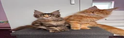 Maine Coon cats for sale: ✨Last Pure Bred Maine Coon Kitten Available  - Advert 5
