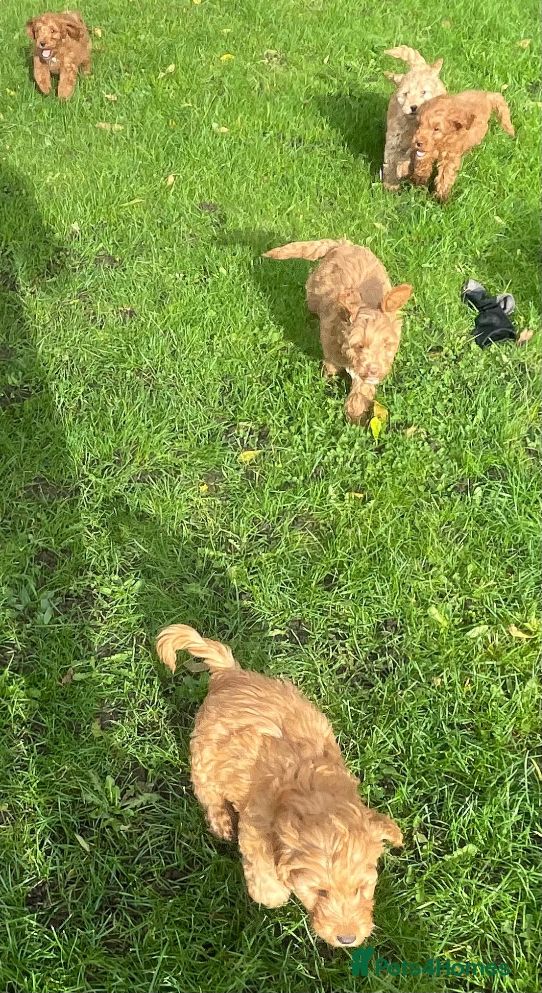 Cockapoo dogs for sale: Red Cockapoo puppies for sale - Image 14