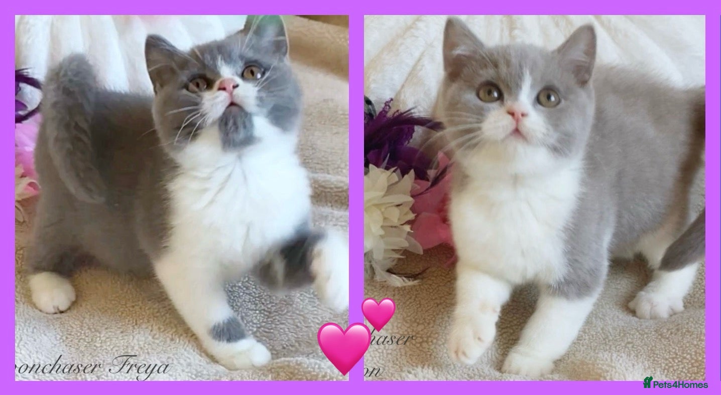 British Shorthair cats Gorgeous British Shorthairs Registered - Advert 1